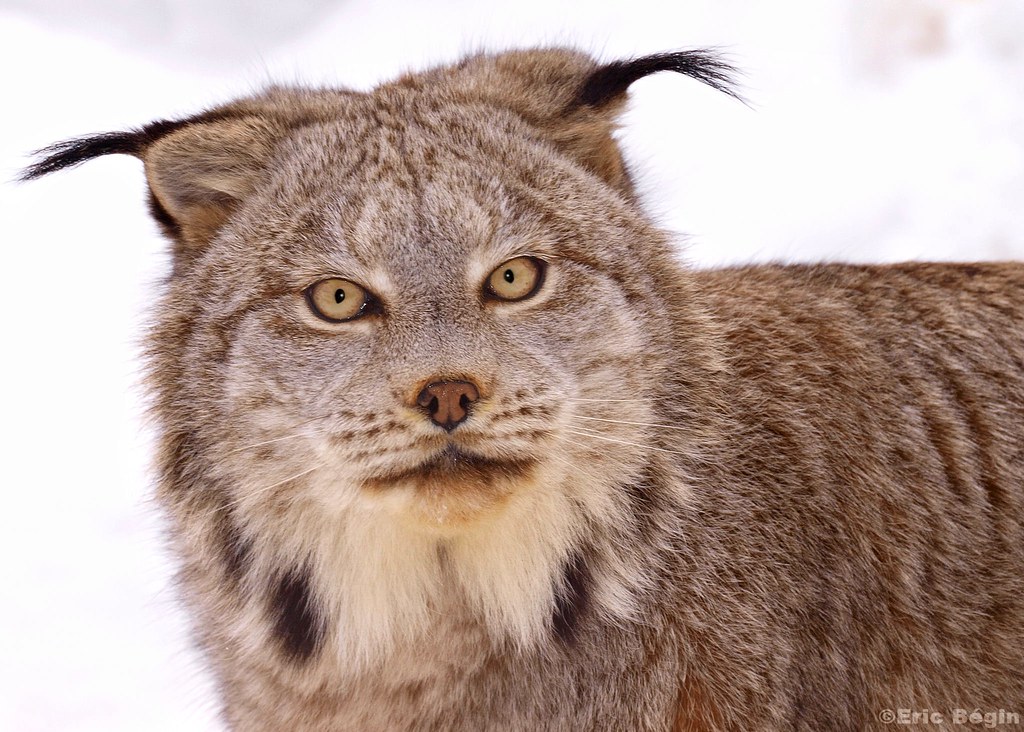 Lynx du Canada / Canada lynx | Ecomuseum, St-Anne-de-Bellevu… | Flickr