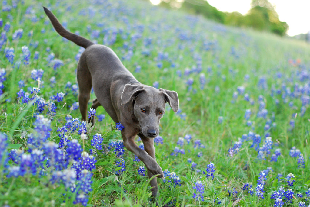 Texas Blue Lacy - misrazasdeperro.com