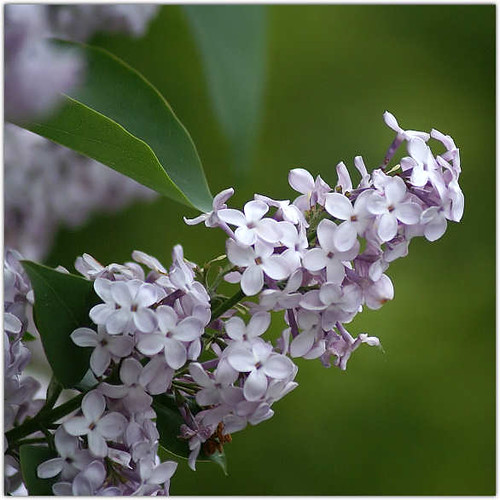 tumblr flowers (Lilac FLOWERS LILAC) (COMMON VULGARIS  Syringa  SYRINGA