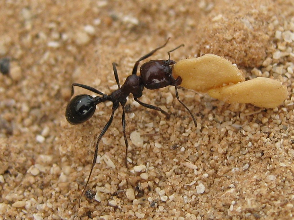 Ants Collecting Food Ants Collecting Food Ants Gather Food Flickr   4129357688 Caa5e292be B 