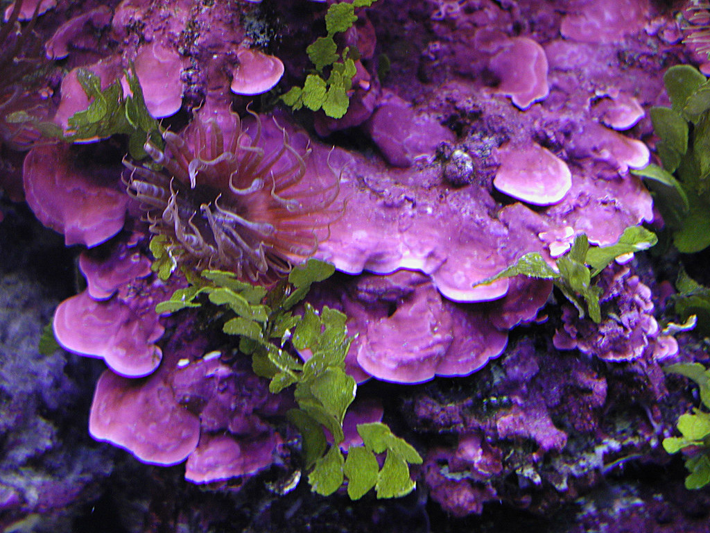 Aquarium Closeup of Purple Coralline Algae | Closeup view of… | Flickr
