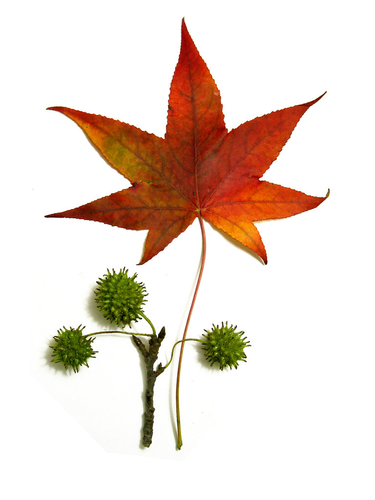 Image result for liquidambar styraciflua leaves
