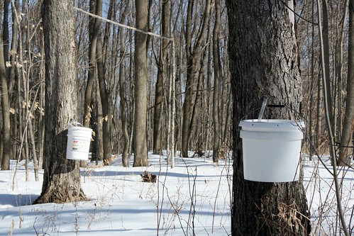 Spectrophotometric Analysis maple syrup