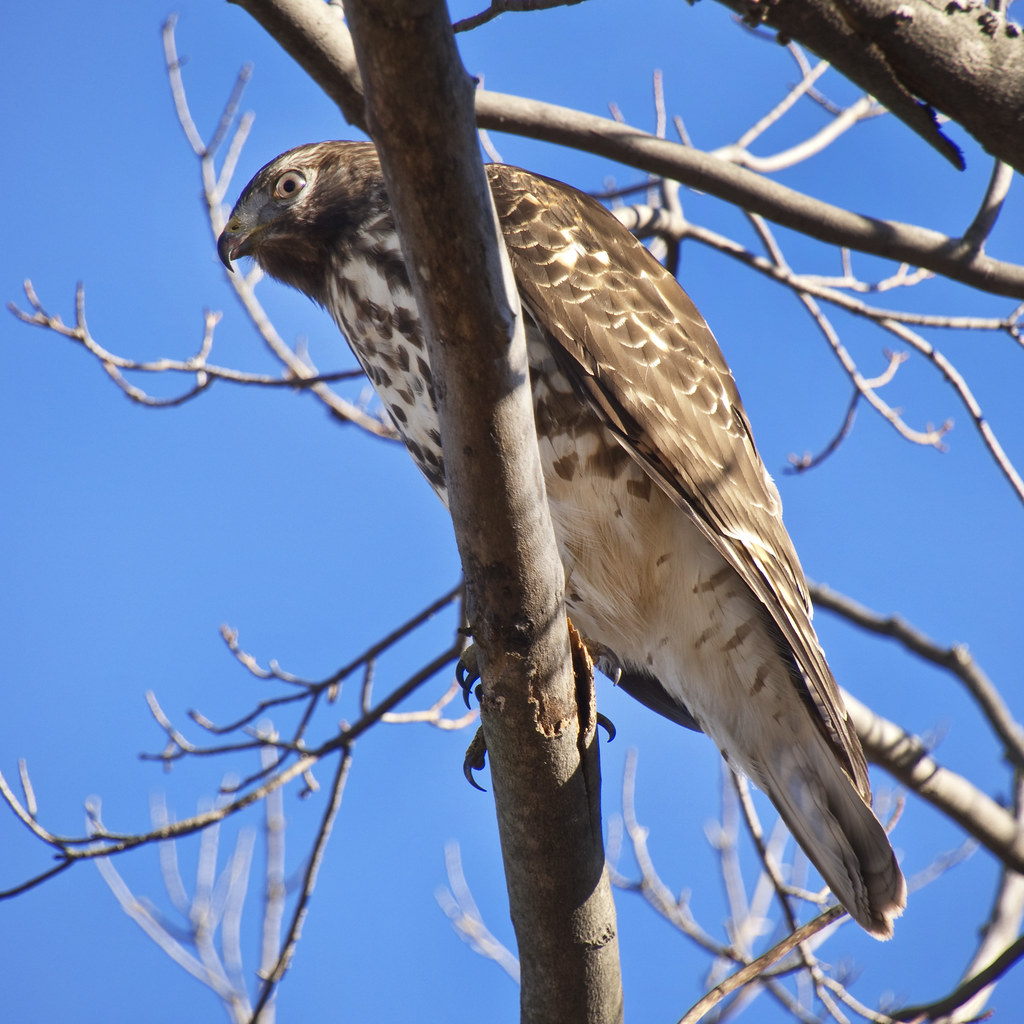 Immature Red-Shouldered Hawk | 1 of 2 for today. (Best seen … | Flickr