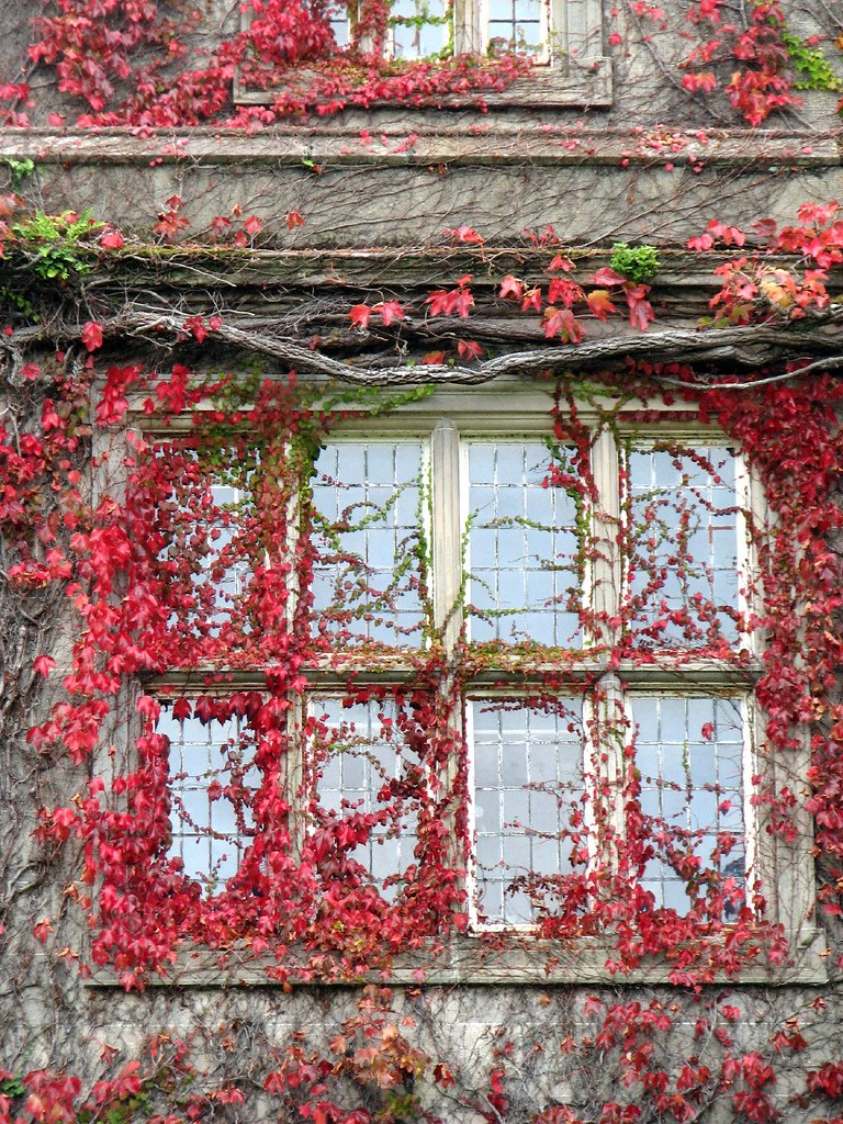 Overgrown Ivy Windows | Dan Noon | Flickr
