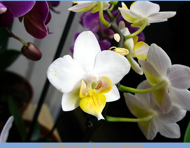 Miniature Phalaenopsis NoID white flower yellow throat lip orange dots, orchid