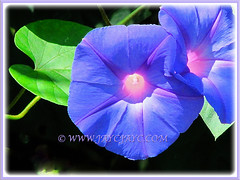 Ipomoea indica (Morning Glory, Blue Morning Glory, Oceanblue Morning Glory, Blue Dawn Flower) with beautiful blossoms, 5 Aug 2011