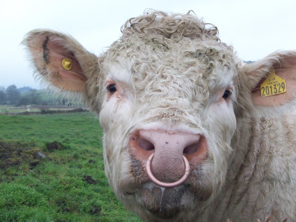 Charolais Bull with Ring in Nose  Scottish Government 