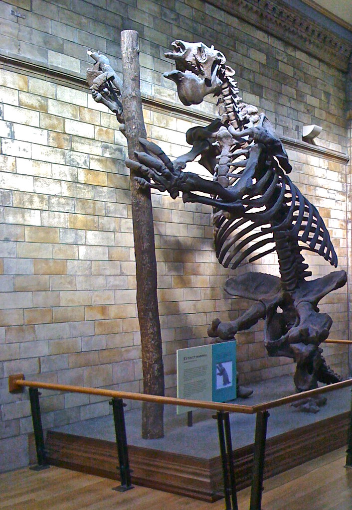 Giant Sloth skeleton | www.nhm.ac.uk/kids-only/at-museum/sta… | Flickr