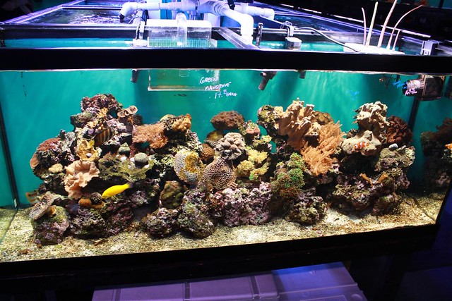 Saltwater Reef Aquarium | Photo By: www.eXtreme-Aquatics.com… | Flickr