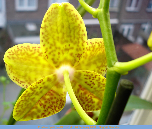 Phalaenopsis NoID orchid, yellow spotted, rear side