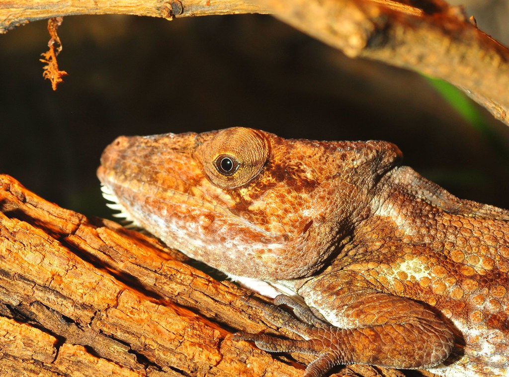 Cuban False Chameleon (Chamaeleolis chamaeleonides) | Flickr