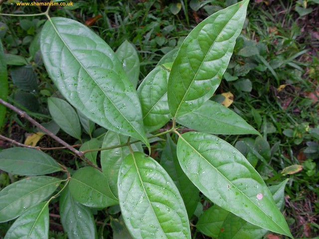 Chacruna (Psychotria viridis) - Ayahuasca | Chacruna - Psych… | Flickr