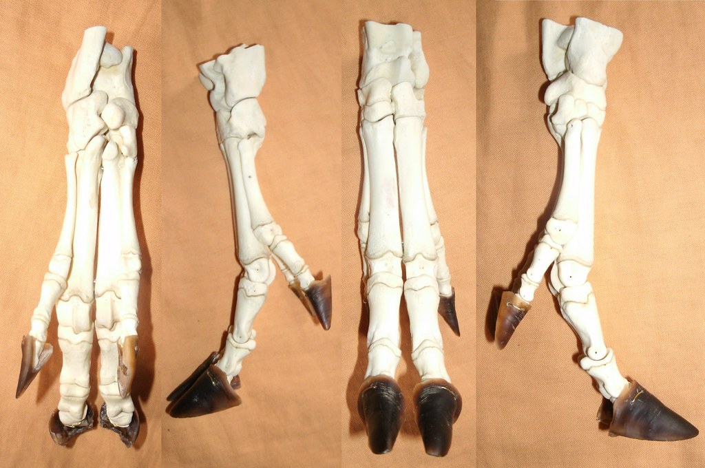 Pied gauche de Sanglier / Wild Boar left foot (Sus scrofa)… | Flickr