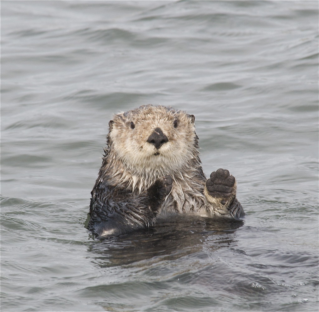 Sea Otter (Enhydra lutris) | On Sat 1/10/10, the SLOCC rente… | Flickr