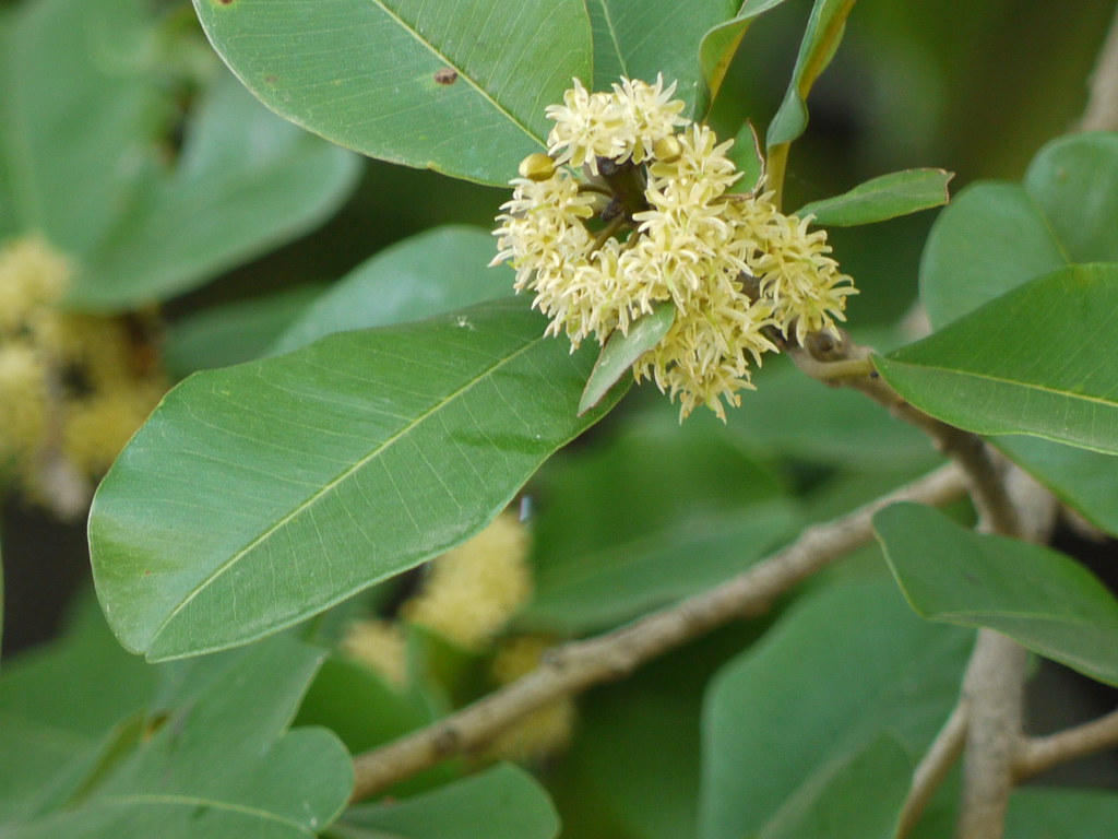 Ranjana (Marathi: रांजण)  Sapotaceae (sapota family 