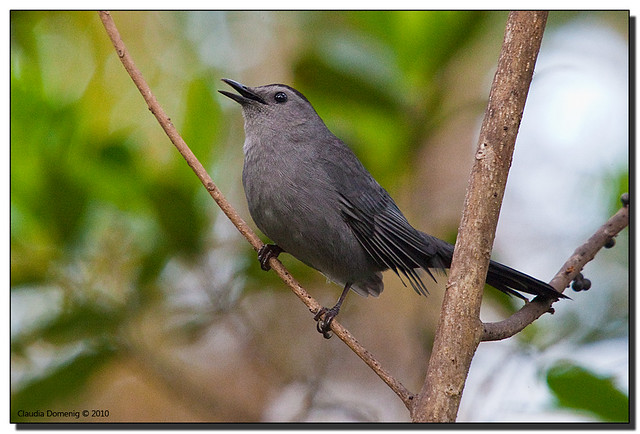 Gray Catbird Meowing in the Tree Riverbend Park, Jupiter, … Flickr
