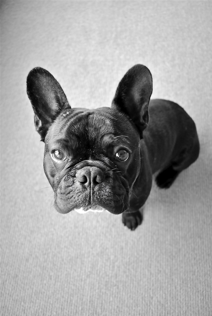 french bulldog | Maurice the frenchmen | RSPCA WOAW | Flickr