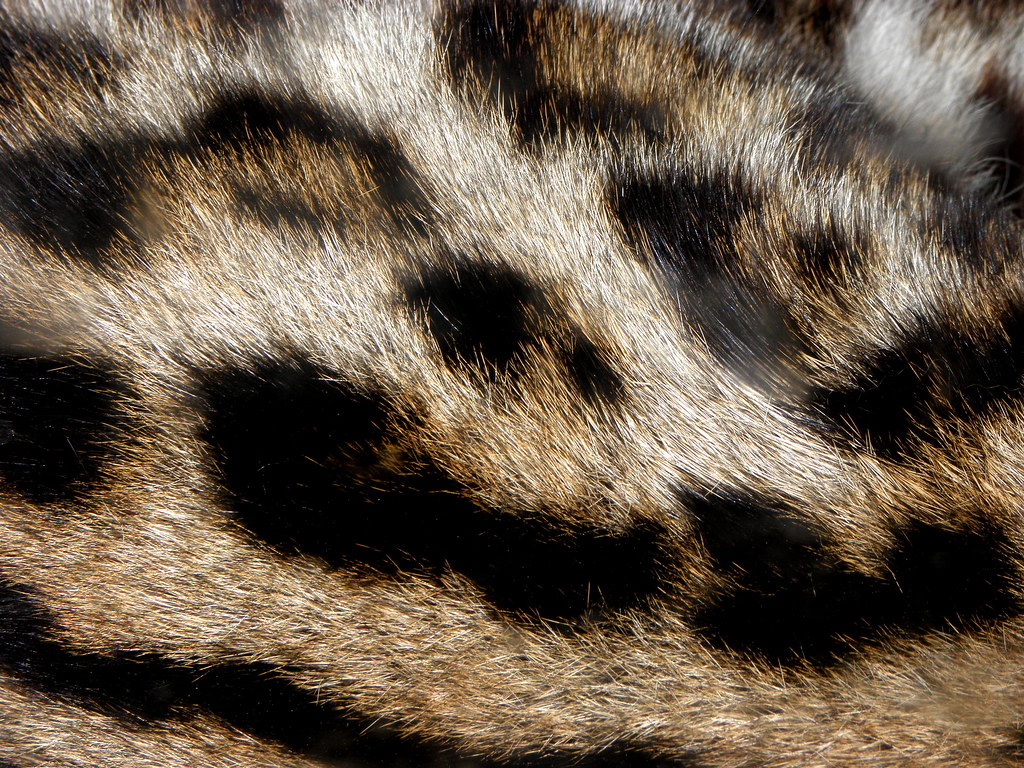 ocelot fur | Love the texture, colour and pattern of this cl… | Flickr