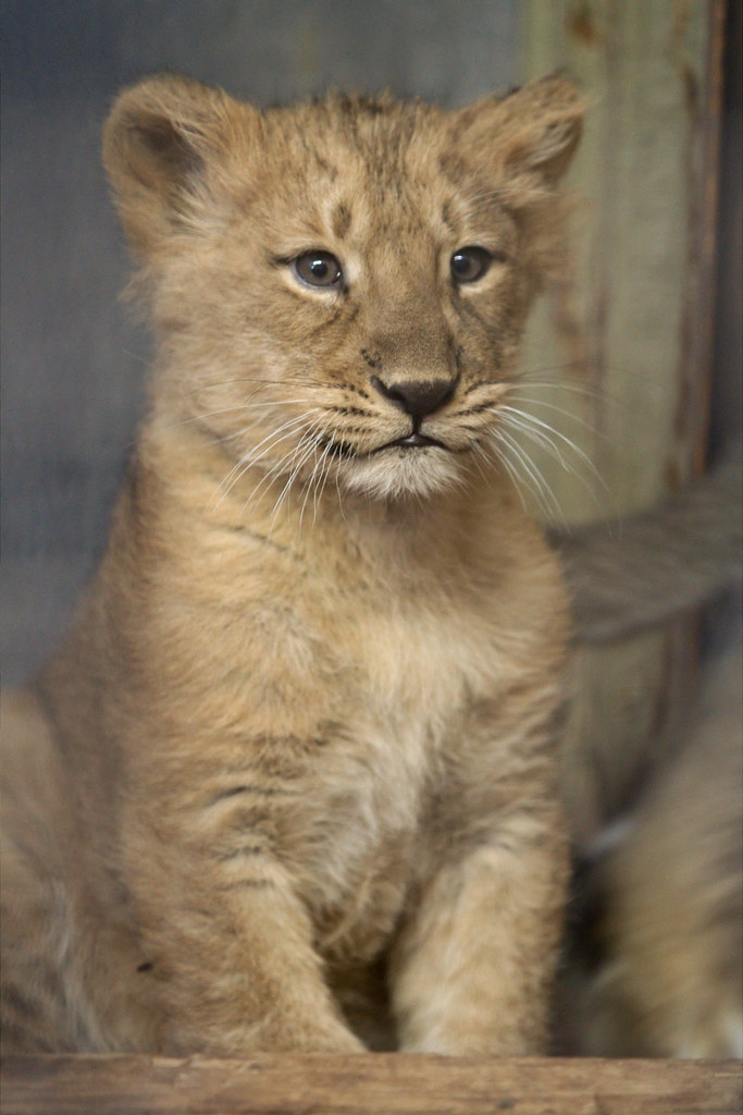 Baby lioness Naui | Naui means nine in Hindi language. She g… | Flickr