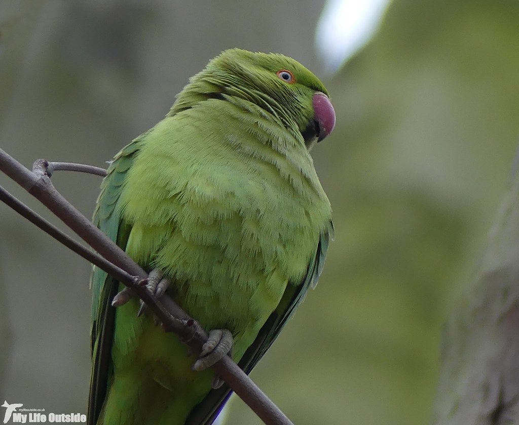 P1060777 - Ring-necked Parakeet, London
