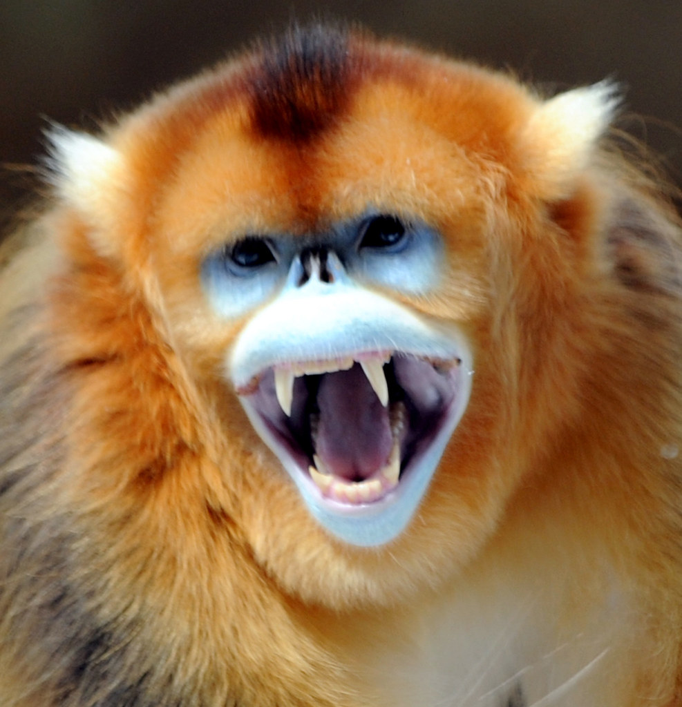 snub nosed monkey stuffed animal