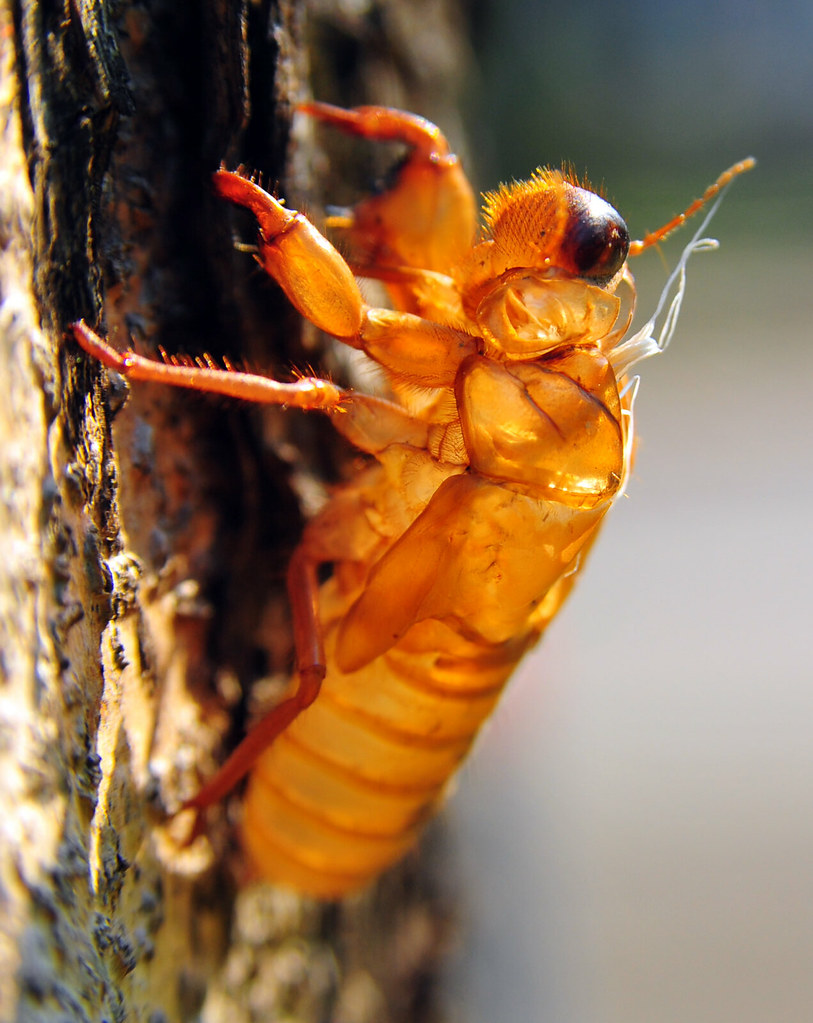 Cicada Pupa Exoskeleton | Nikon D700 - Nikkor 28-105mm f/3.5… | Flickr