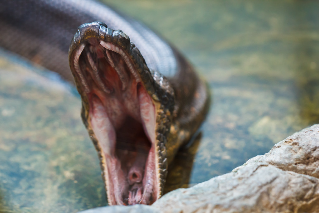 Anaconda Mouth 68