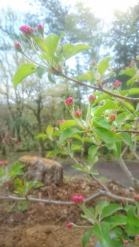 庭で越冬した林檎の木