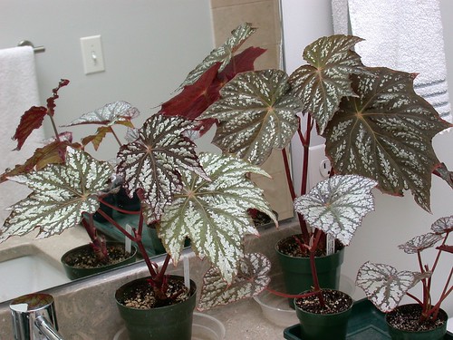 Begonia hybrids