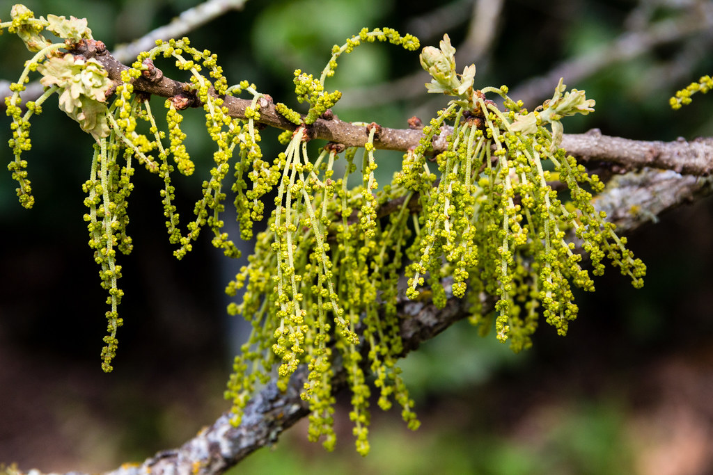 this-is-the-oak-pollen-that-is-going-to-coat-your-cars-cl-flickr