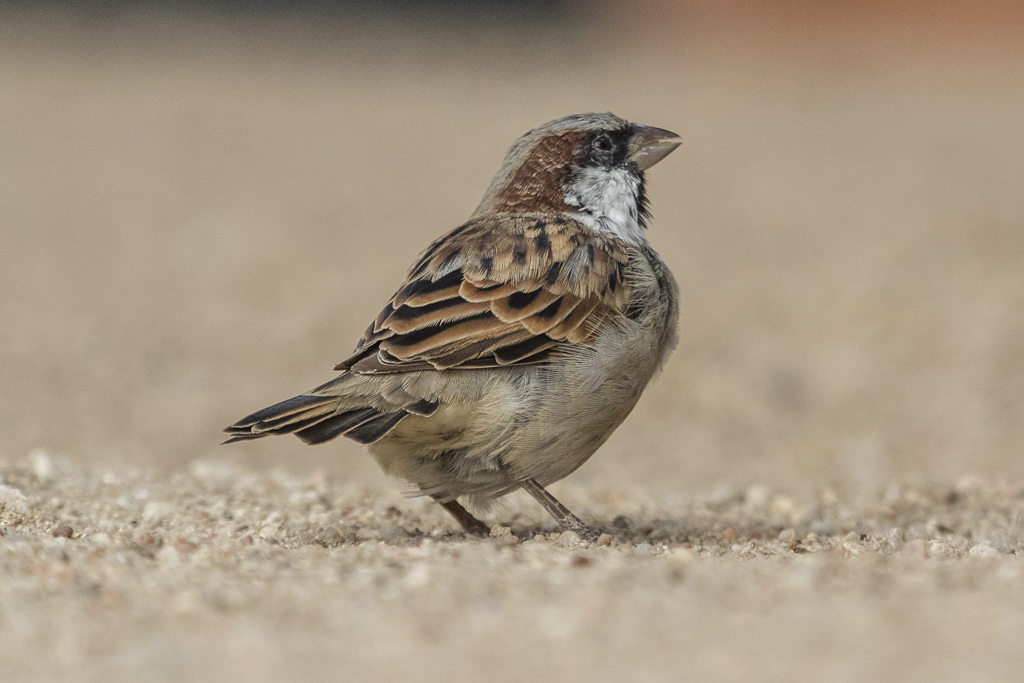 House Sparrow  Passer Domesticus
