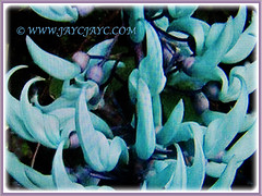 Mesmerizing turquoise-coloured flowers of Strongylodon macrobotrys (Jade Vine, Emerald Vine/Creeper, Turquoise Jade Vine), 21 April 2017
