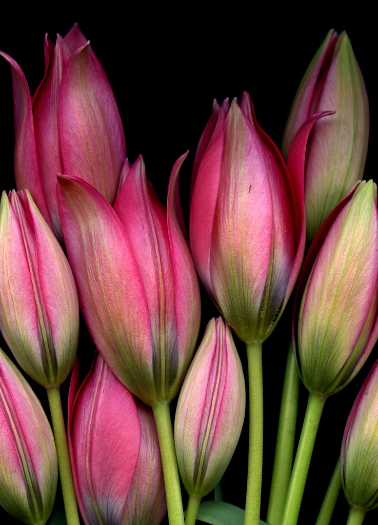 55206.3 Tulipa ‘Little Beauty’ | Fred Michel | Flickr