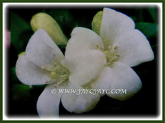 Murraya paniculata (Orange Jessamine/Jasmine, Chinese Box, Mock Orange/Lime, Lakeview Jasmine) with twin flowers, 28 March 2017