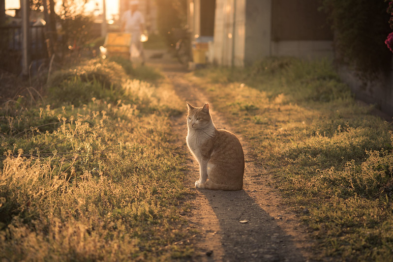 夕日を浴びるネコの写真