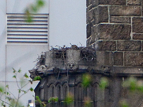 Cathedral Hawk Nest - 2906