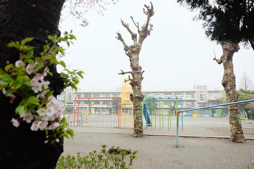 sakura elementary school