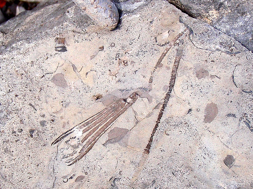 Magnifique fossile complet de crinoïde trouvé à la carrière de Beauport
