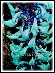 The iridescent blue-green blooms of Strongylodon macrobotrys (Jade Vine, Emerald Vine/Creeper, Turquoise Jade Vine), 23 April 2017