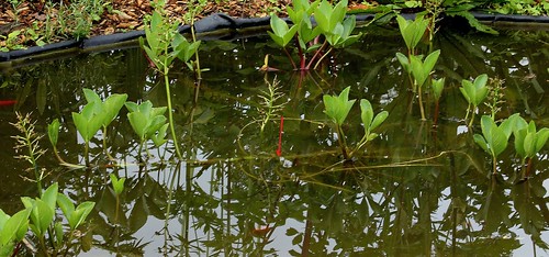 Menyanthes trifolium - ményanthe trifolié, trèfle d'eau 34274186206_73f40a08ea