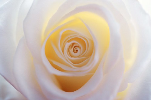 White Rose