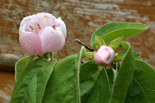 Quince in flower