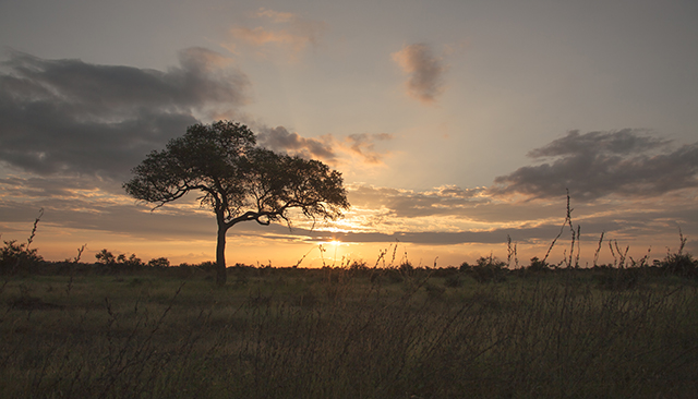 Etapa 5: Nuestras experiencias en Berg-en-Dal camp (Kruger National Park) - Kruger-Addiction: Cuarta visita por libre al Parque Nacional Kruger (Sudáfrica) (1)