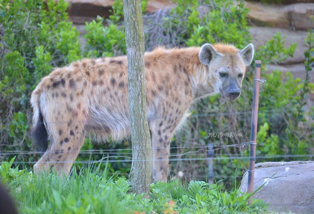 everland resort safari world hyena
