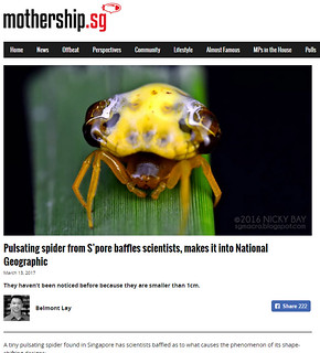 Pulsating spider from S’pore baffles scientists, makes it into National Geographic