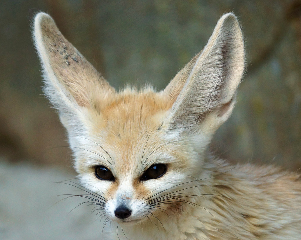fenec fox predators