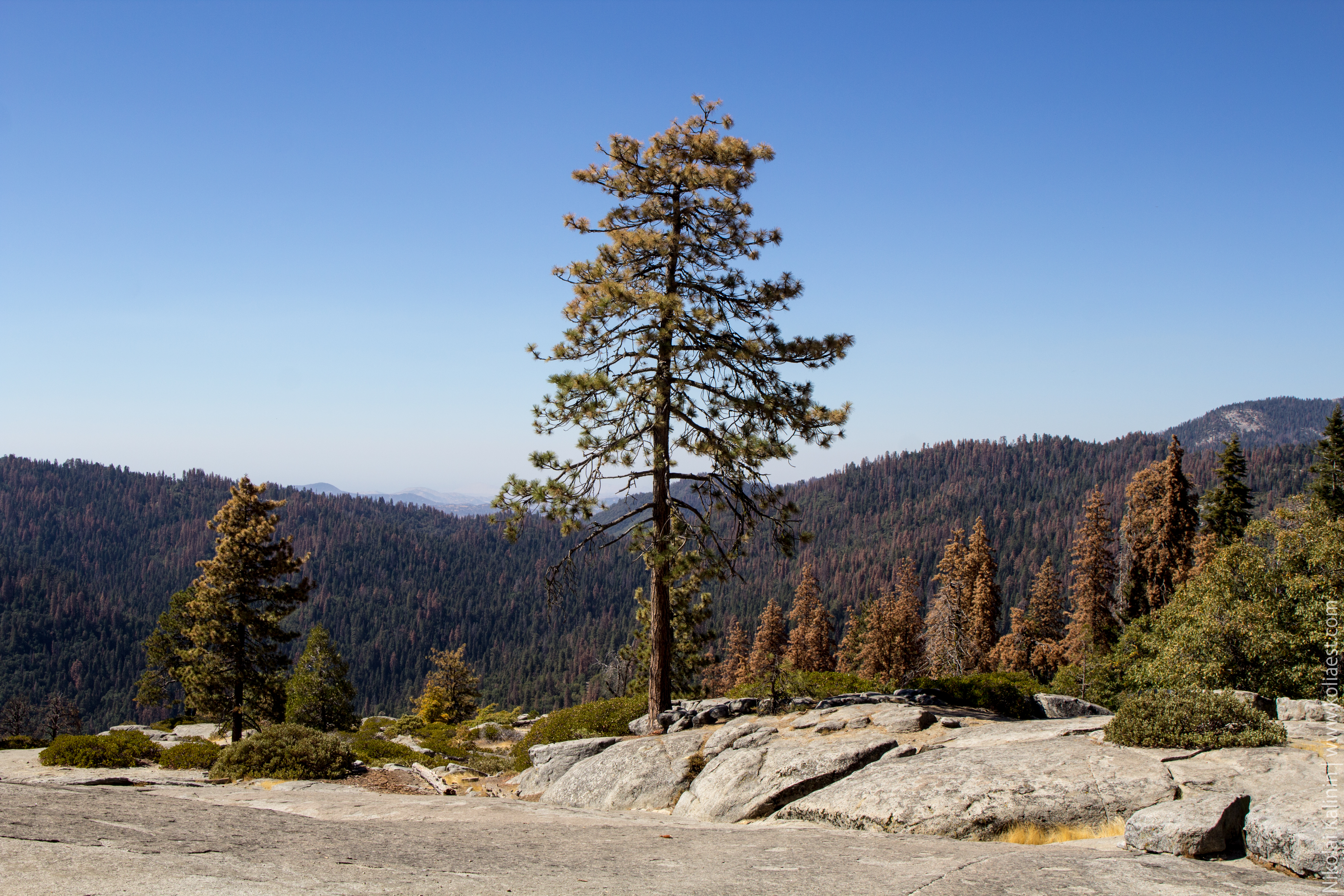 Sequoia-31
