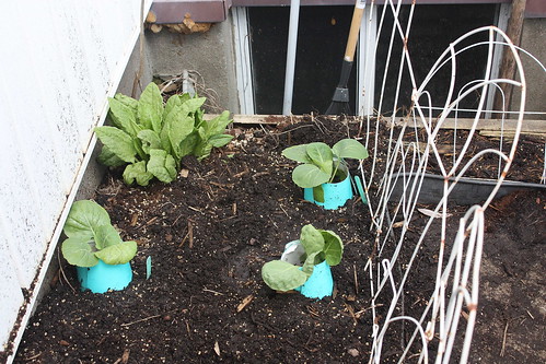 A few more cabbages and brussels sprouts