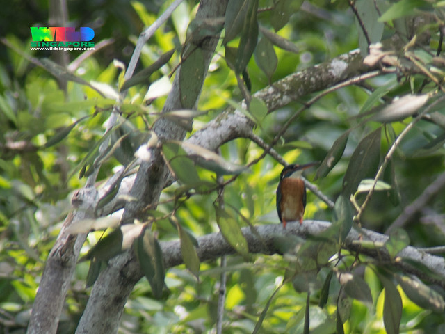 Unidentified kingfisher